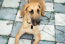 Load image into Gallery viewer, Savage Aged Pavers Floor Drop