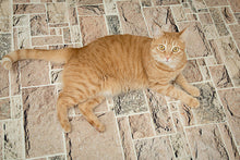 Load image into Gallery viewer, Savage Mosaic Pavers Floor Drop