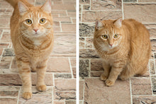 Load image into Gallery viewer, Savage Mosaic Pavers Floor Drop