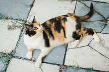 Load image into Gallery viewer, Savage Aged Pavers Floor Drop