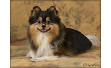 Load image into Gallery viewer, Savage Olympia Premium Hand Painted Muslin Backdrop