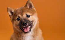 Load image into Gallery viewer, Savage Sienna Seamless Paper