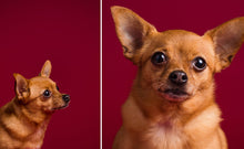 Load image into Gallery viewer, Savage Crimson Seamless Paper