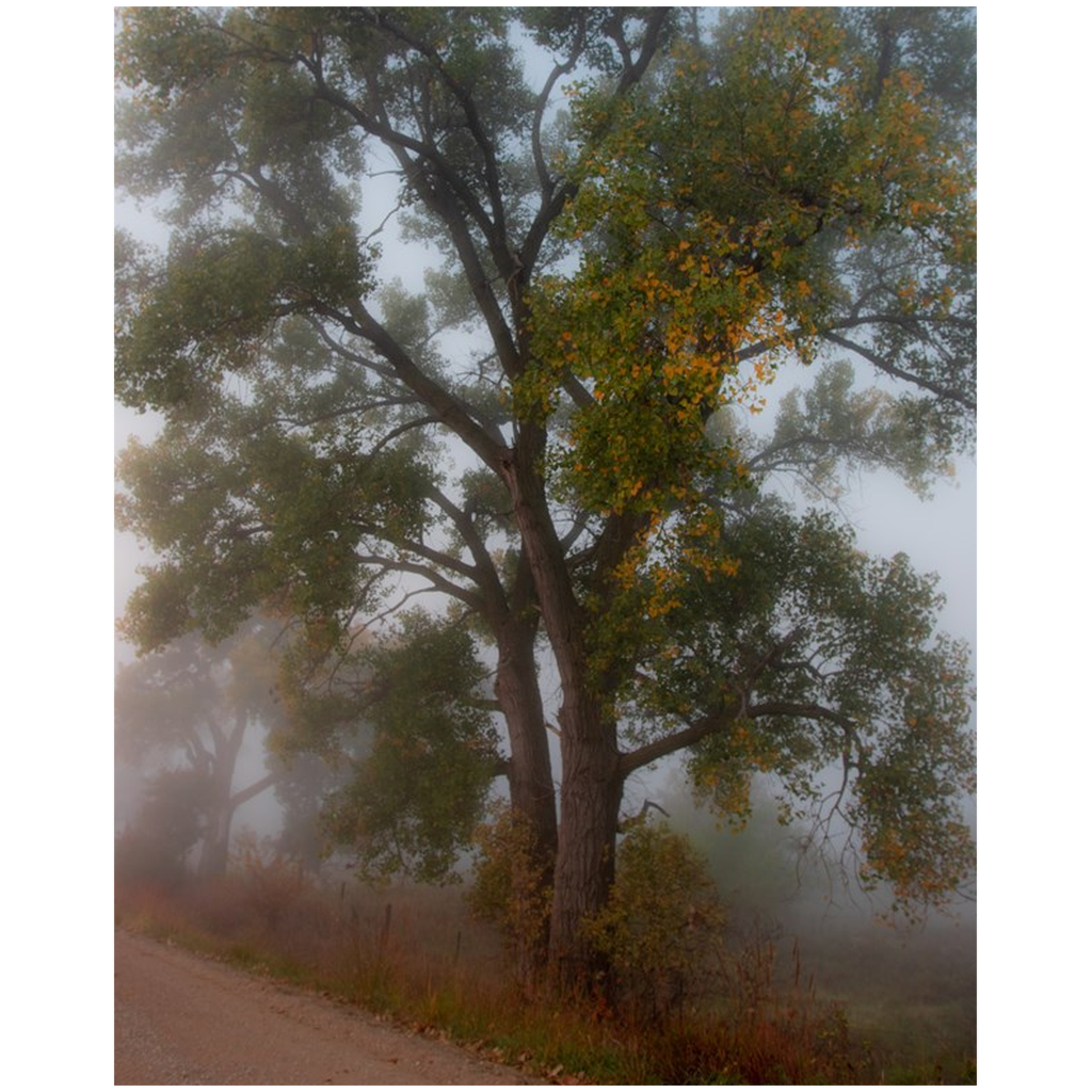 Tree in Fog Fine Art Print