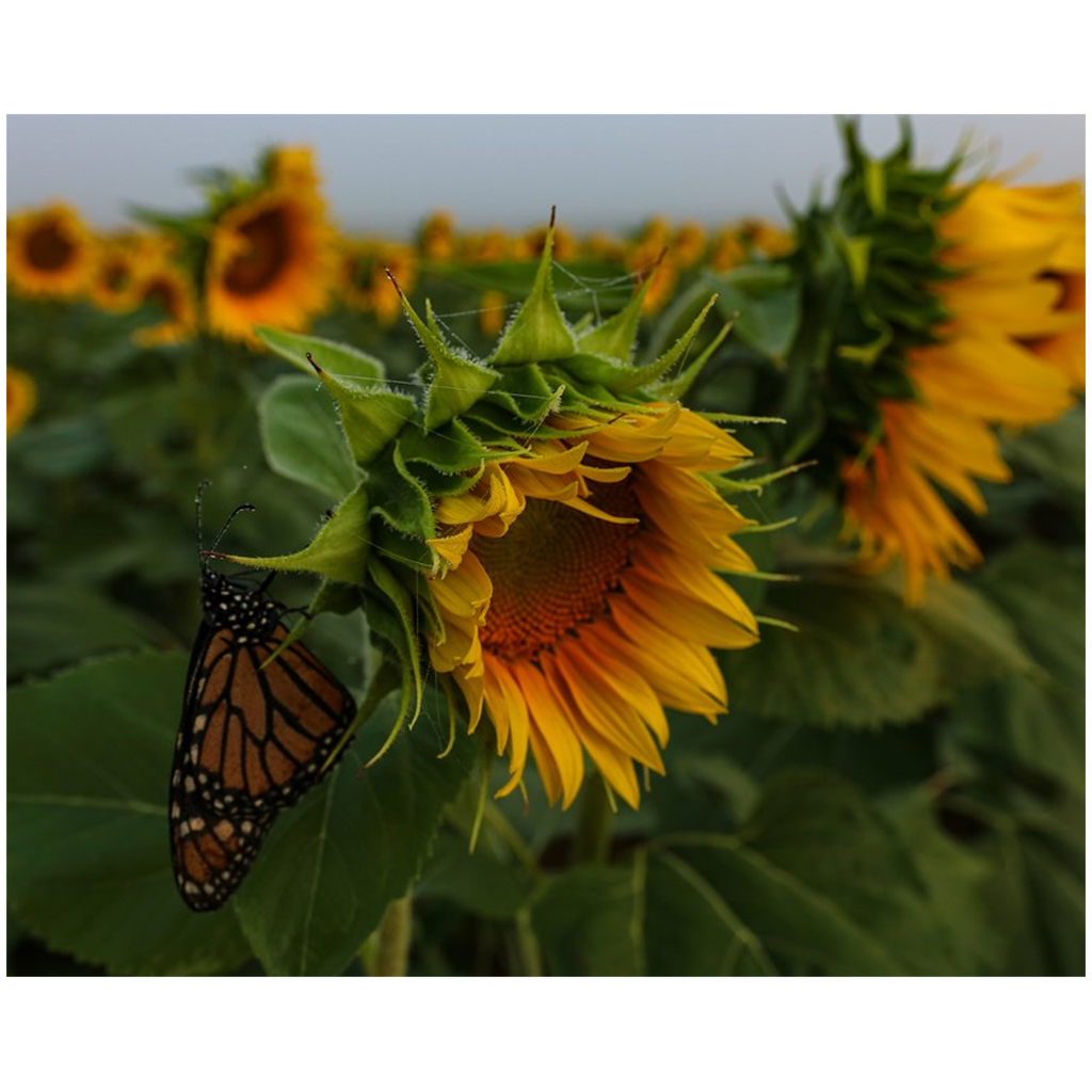 Sunflower and Butterfly Fine Art Print