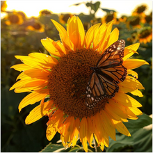 Load image into Gallery viewer, Kansas Sunflowers with Butterfly Fine Art Print
