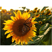 Load image into Gallery viewer, Kansas Sunflowers with Butterfly Fine Art Print
