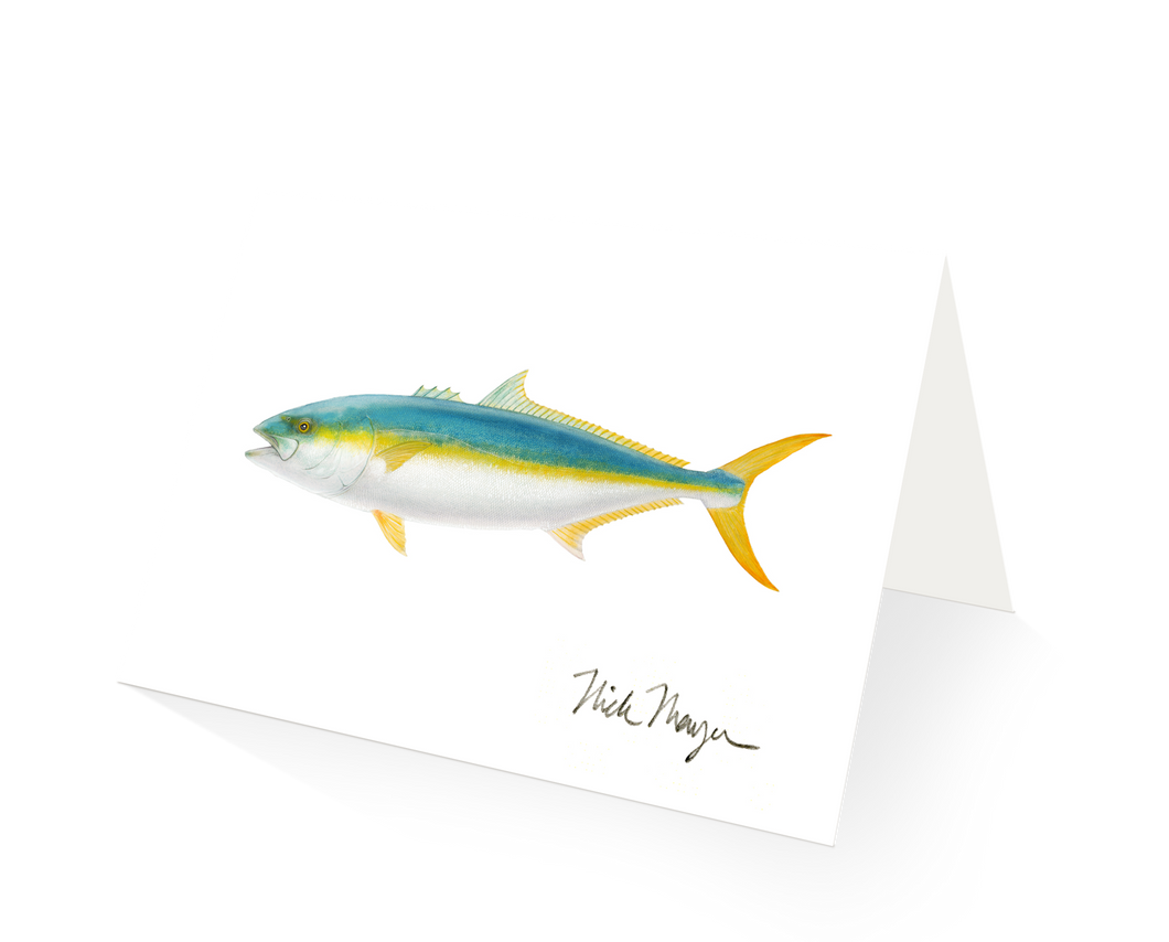 California Yellowtail 2 – Fast Focus