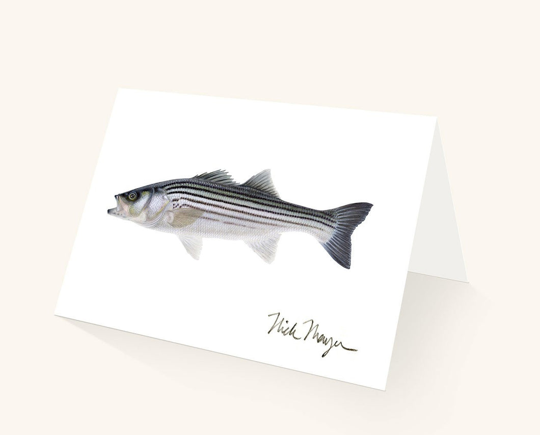 Striped Bass, Juvenile