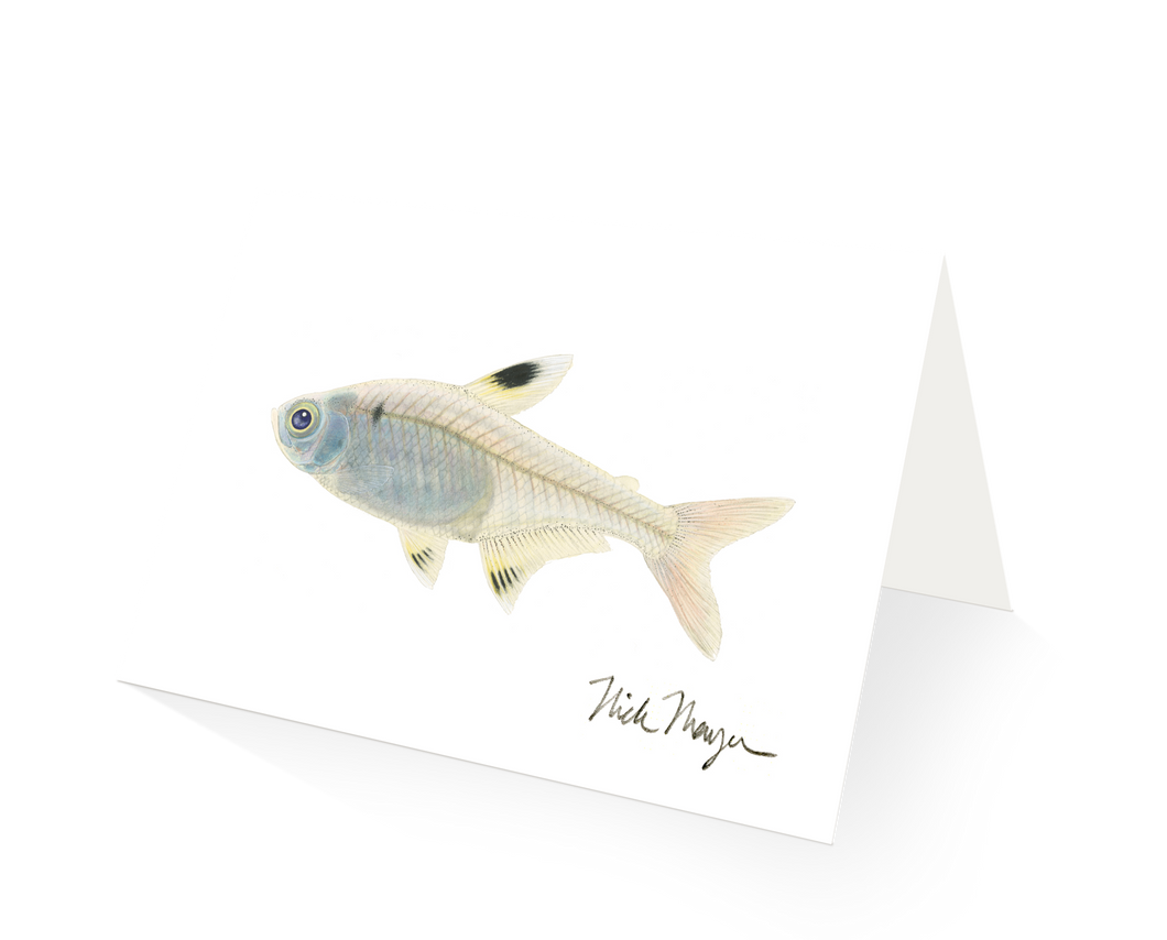 X-ray Fish