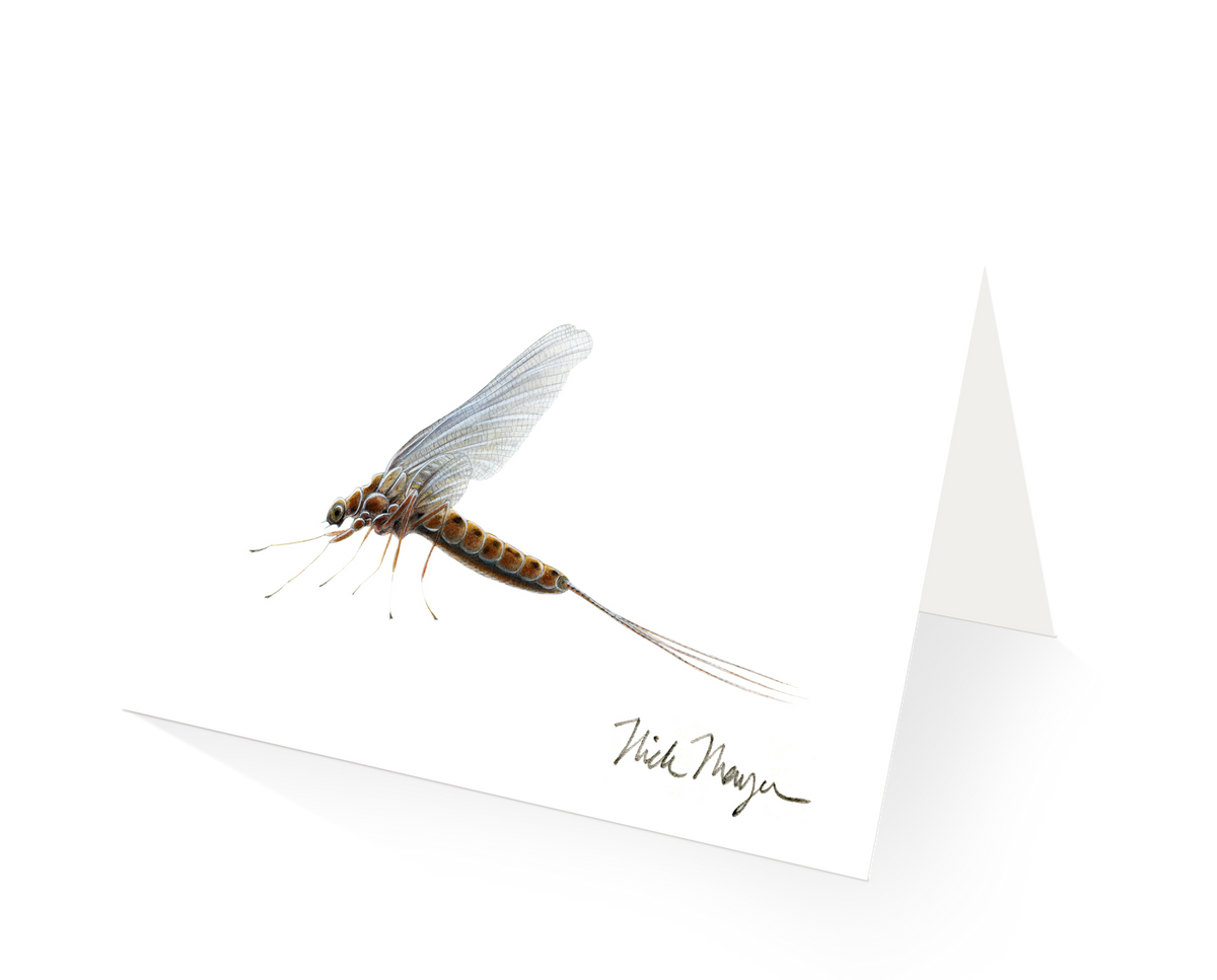 Mayfly fast focus