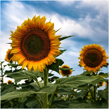 Load image into Gallery viewer, Kansas Sunflowers Two Art Print
