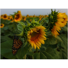 Load image into Gallery viewer, Sunflower and Butterfly Fine Art Print
