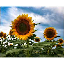 Load image into Gallery viewer, Kansas Sunflowers Two Art Print
