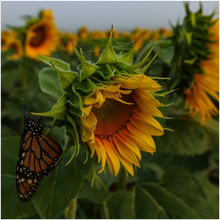 Load image into Gallery viewer, Sunflower and Butterfly Fine Art Print
