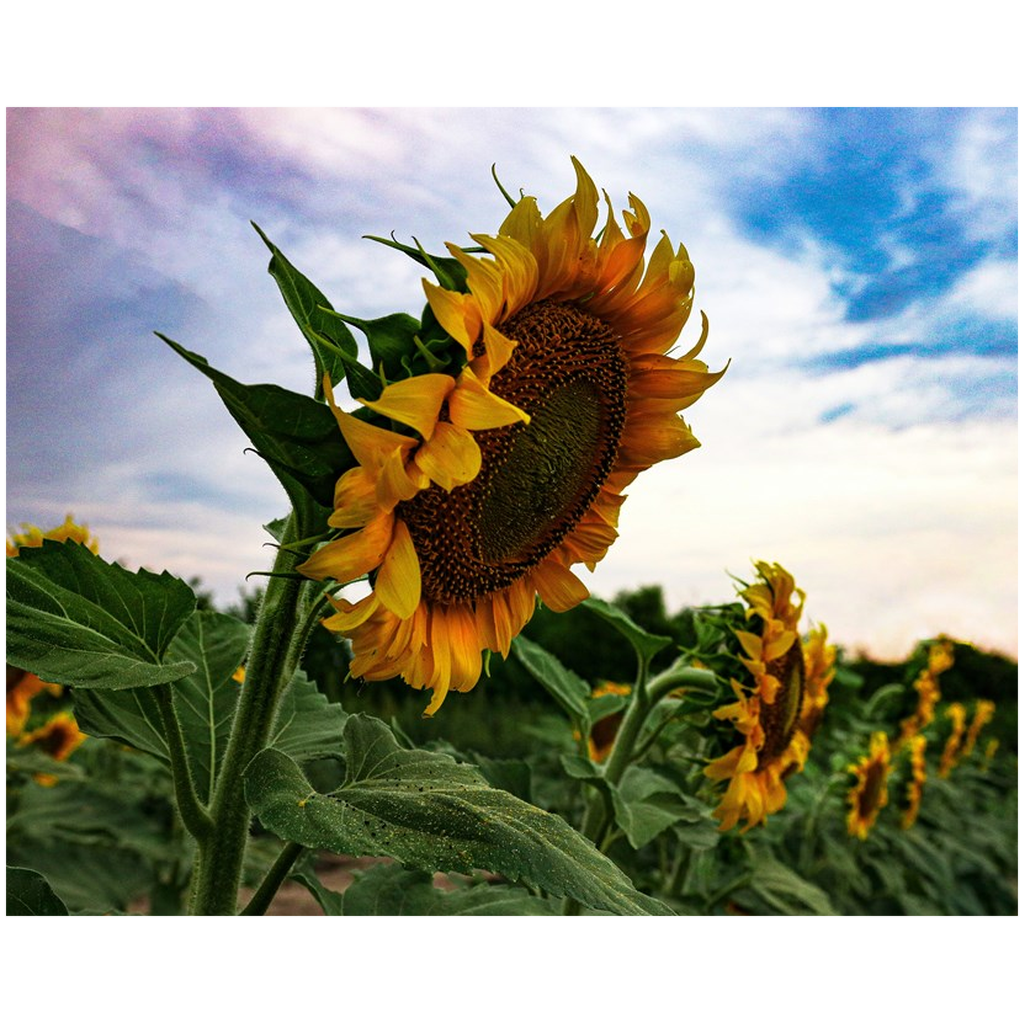 Kansas Sunflowers Fine Art Print