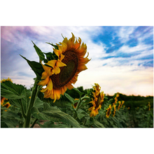 Load image into Gallery viewer, Kansas Sunflowers Fine Art Print
